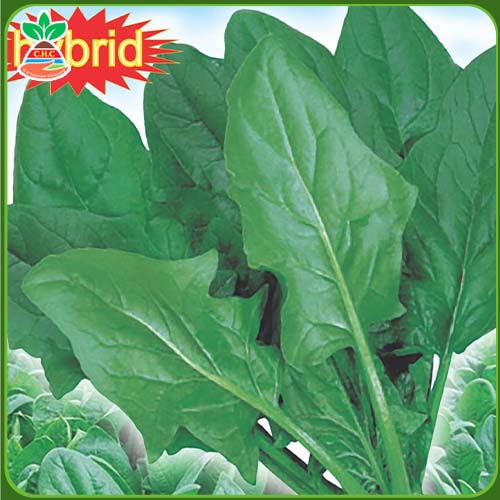 F1 cold-resistant spinach seeds